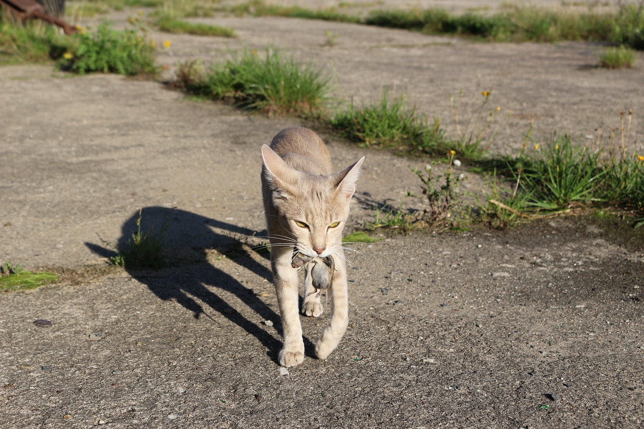 王欣瑜的猫咪狩猎再现