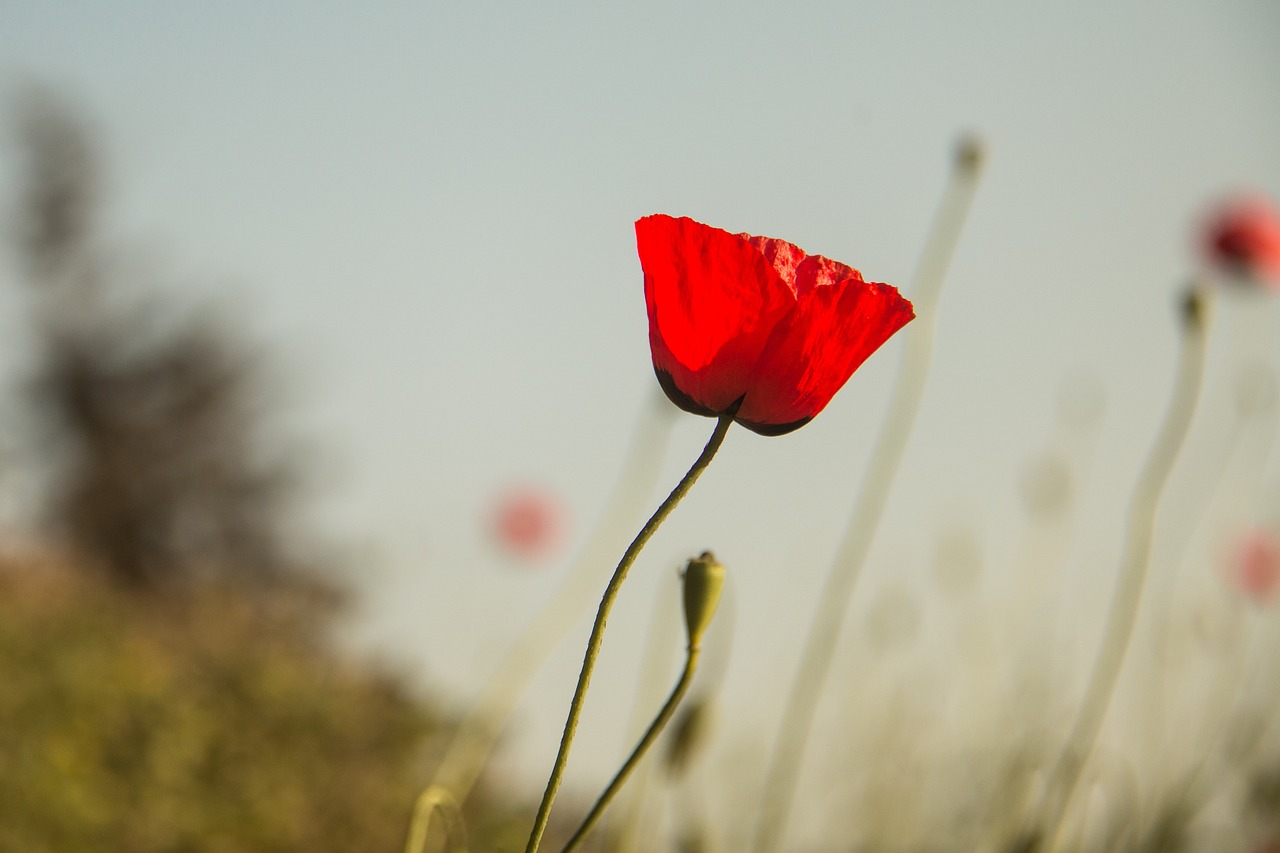 怀化疫情最新动态,封城措施与居民应对指南 怀化疫情最新动态,封城措施与居民应对指南